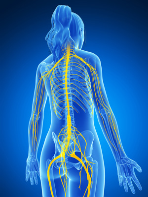 Neurological System
